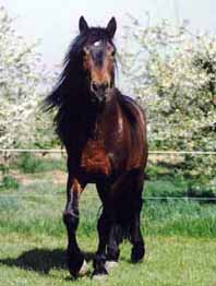 Zuchttier