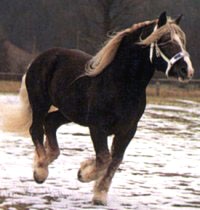 Noriker Hengst