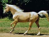Saddlebred Typ